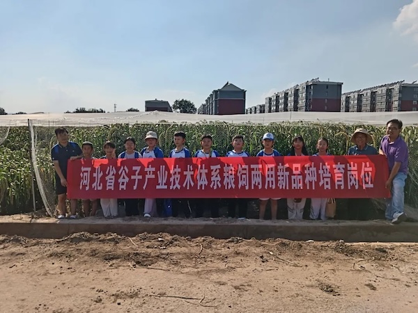 田野间的知识盛宴 —— 小记者专访“杂交谷子之父”赵治海老师